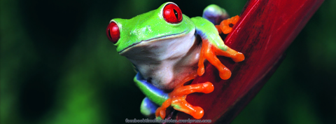 Facebook Profile Timeline Cover Photo: Animals: Red-eyed Tree Frog