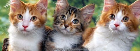Facebook Timeline Cover Photos: Animals: Three Kittens Cats