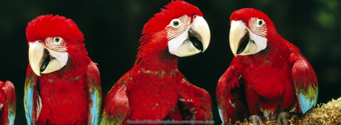 Facebook Profile Timeline Cover Photo: Animals:Three Red Macaw Parrot